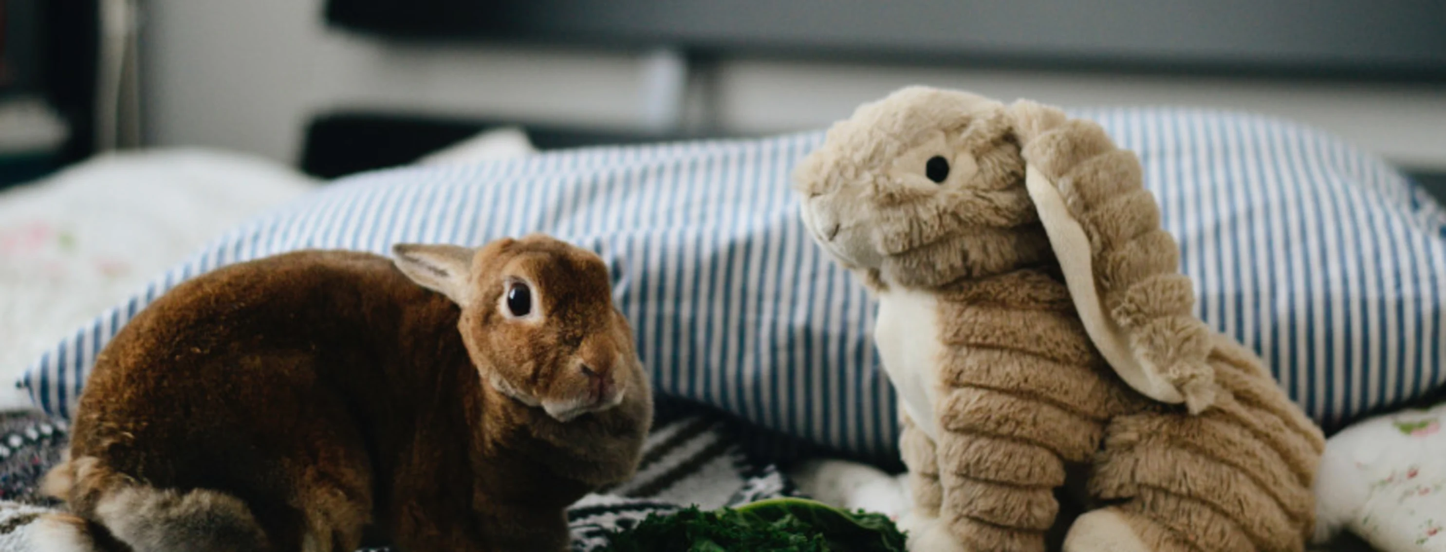 A Brown Rabbit next to a Stuffed Rabbit